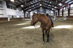 Cathy Drumm Berkshire Equestrian Center